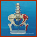 The Pelvis and Five Lumbar with Femur Medical Model